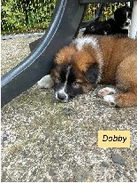 20210912_dwurf_dobby.jpg